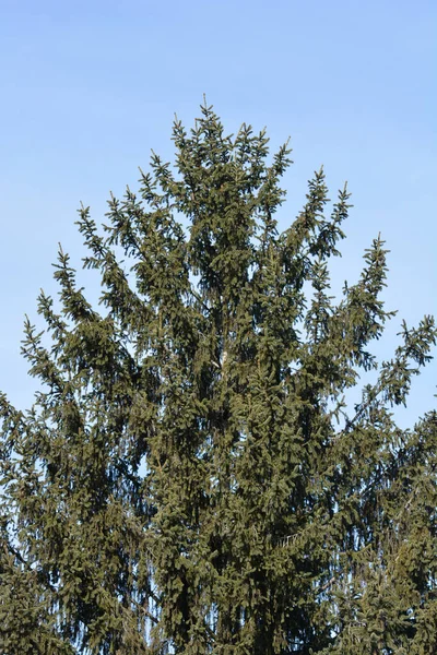 Norway Spruce Tree Top Blue Sky Latin Name Picea Abies — Stock Photo, Image