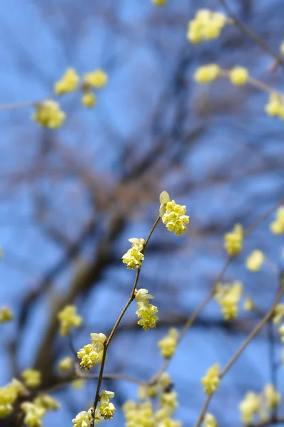 Spike Witch Hazel Ramură Flori Nume Latin Corylopsis Spicata — Fotografie, imagine de stoc