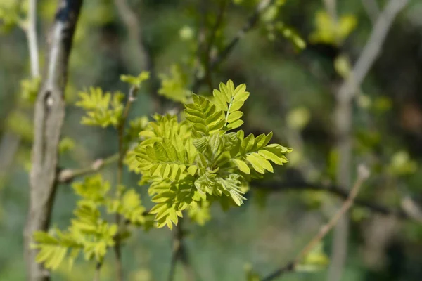 Arbusto Guisante Siberiano Con Hojas Nuevas Nombre Latino Caragana Arborescens — Foto de Stock