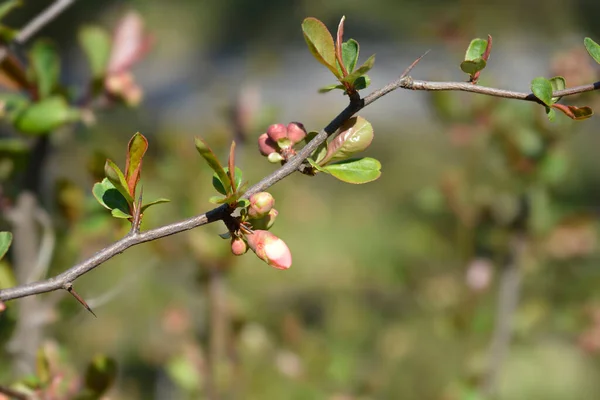 Japanese Flowering Quince Alba Latin Name Chaenomeles Japonica Alba — Stock Photo, Image