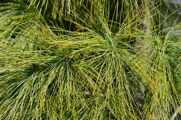 Himalaya Pine Latijnse Naam Pinus Wallichiana — Stockfoto