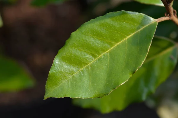 Oleaster Compacta Leaves Łacińska Nazwa Elaeagnus Submacrophylla Compacta — Zdjęcie stockowe