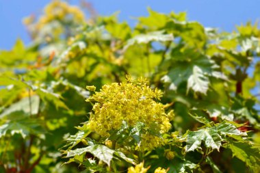 Çiçekli Norveç akçaağacı Globosum dalı - Latince adı - Acer platanoides Globosum