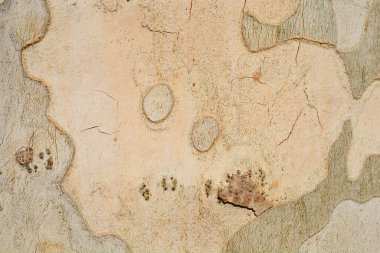 Londra uçak kabuğu detayı - Latince adı Platanus x hispanica (Platanus x acerifolia)