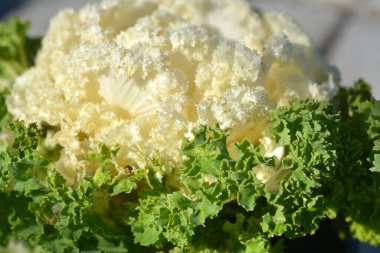 Süslü lahana yaprakları ve su damlaları - Latince adı - Brassica oleracea