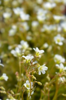 Saxifrage beyaz çiçekler buluyor - Latince adı - Saxifraga Findling