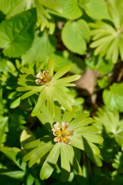 Kış asonit tohumları - Latince adı - Eranthis hyemalis