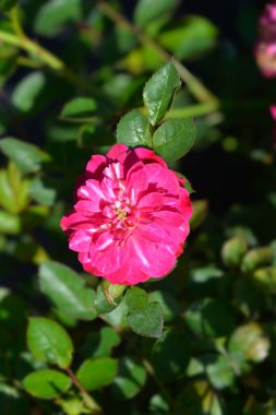 Gül Mor Yağmur Çiçekleri - Latince adı - Rosa Mor Yağmur