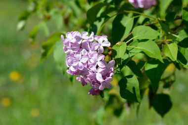 Leylak Esther Staley çiçekleri - Latince adı - Şırınga x sümbül Esther Staley