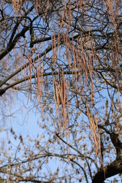 나뭇가지에 수있는 카타리파 꼬투리 라틴어 카탈루냐 — 스톡 사진