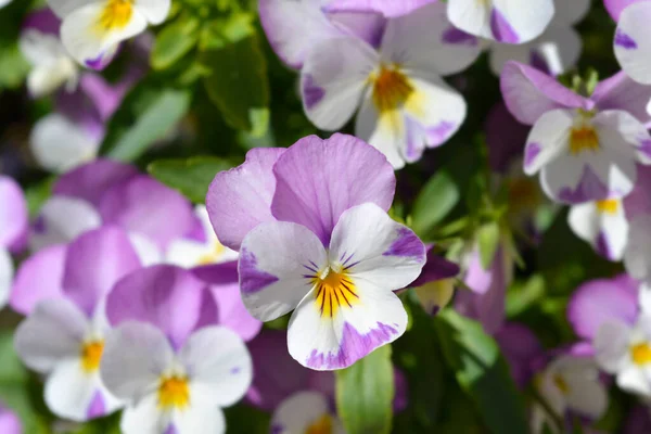 Hornviolett Pink Wing Viola Blommor Latinskt Namn Viola Cornuta Sorbet — Stockfoto