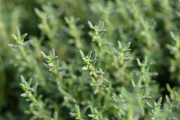 Garden Thyme Leaves Latin Name Thymus Vulgaris — Stock Photo, Image