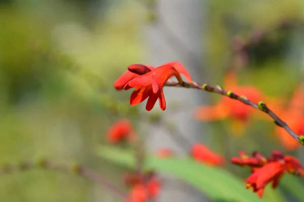 Montbretia Birgitta Blumen Lateinischer Name Crocosmia Birgitta — Stockfoto