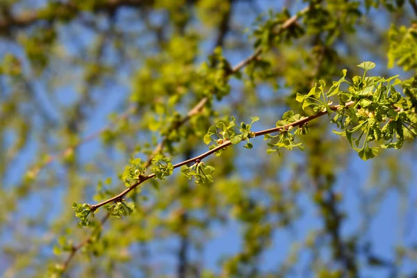 Ginkgo Tree Branch New Leaves Flower Buds Latin Name Ginkgo — Stock Photo, Image