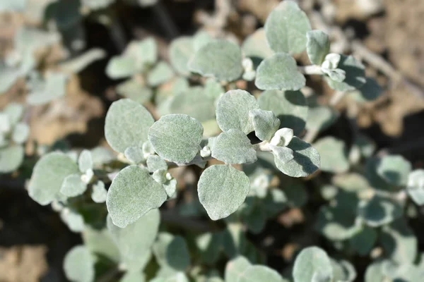 Meyan kökü yaprakları - Latince adı - Helichrysum petiolare