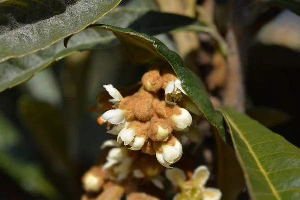 Japanese Medlar Flower Buds Latin Name Eriobotrya Japonica — Stock Photo, Image