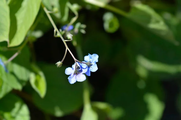 Niebieskooka Mary Kwiaty Łacińska Nazwa Omphalodes Verna — Zdjęcie stockowe