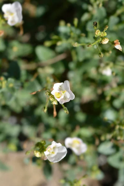 Twinspur White Flowers Latin Name Diascia Barberae — Stock Photo, Image