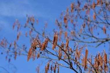 Mavi gökyüzüne karşı çiçekli ve tohumlu Avrupa siyah alder dalları - Latince adı - Alnus glutinosa