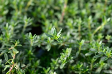 Yaz baharatlı yapraklar - Latince adı - Satureja hortensis