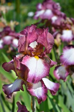 Uzun sakallı iris Crinoline çiçek-Latince adı-Iris Barbata elatior Crinoline