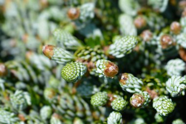 Koreli firavun Kohouts Buz Kırıcı - Latince adı Abies Koreana Kohouts Buz Kırıcı