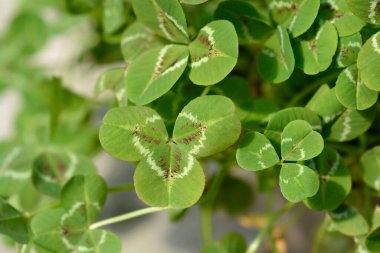 Hollanda yonca yaprakları - Latince adı - Trifolium pişmandır