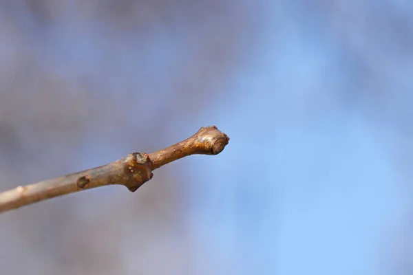 Rama Desnuda Catalpa Común Invierno Nombre Latino Catalpa Bignonioides —  Fotos de Stock