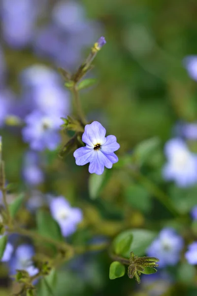 Bunga Violet Bush Nama Latin Browallia Americana — Stok Foto