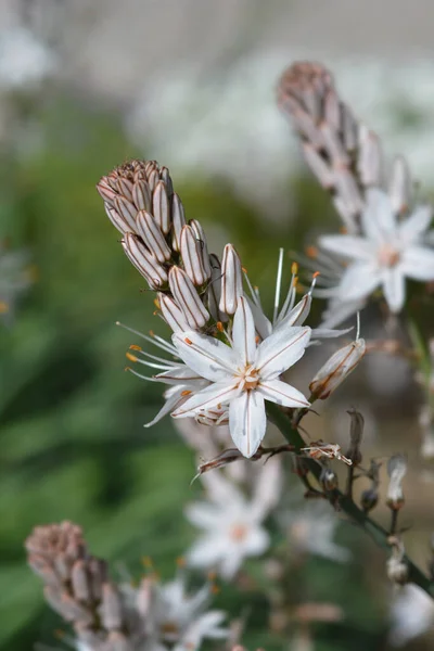 Yaz Asphodel Çiçekleri Latince Adı Asphodelus Aestivus — Stok fotoğraf