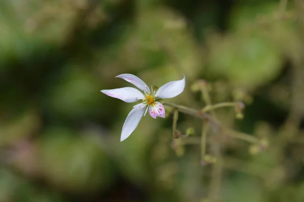 Flor Saxifrago Rastrero Nombre Latino Saxifraga Stolonifera Saxifraga Sarmentosa — Foto de Stock