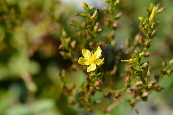 Montaña Johns Mosto Flores Nombre Latino Hypericum Montanum —  Fotos de Stock