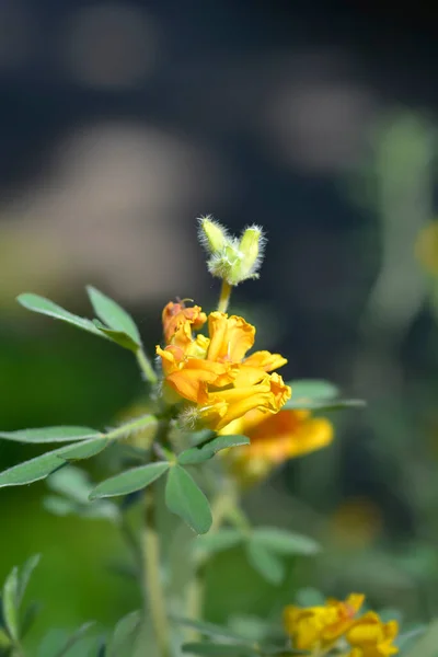 Escoba Agrupada Austriaca Flores Amarillas Nombre Latino Cytisus Austriacus Chamaecytisus —  Fotos de Stock