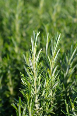 Rosemary yaprakları - Latince adı - Rosmarinus officinalis