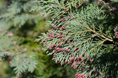 Çiçekli Cypress Triomf van Boskoop şubesi - Latince adı Chamaecyparis lawsoniana Triomf van Boskoop