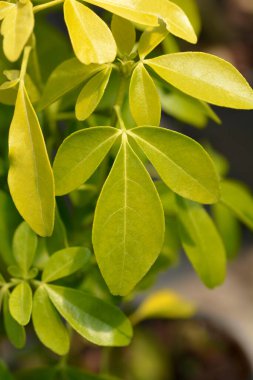Meksika portakalı Sundance yaprakları - Latince adı - Choisya ternata Sundance
