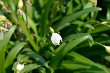 Bahar kar tanesi çiçeği - Latince adı - Leucojum vernum