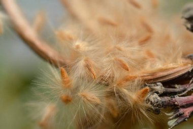 Kıllı tohumlu yaygın zakkum kabuğu - Latince adı - Nerium zakkum