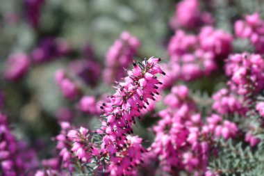 Darley Dale Heath - Latince adı Erica * Darleyensis Darley Dale