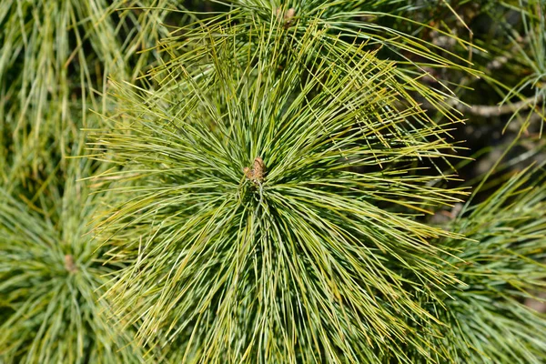 Sosna Hipika Łacińska Nazwa Pinus Himalajska — Zdjęcie stockowe