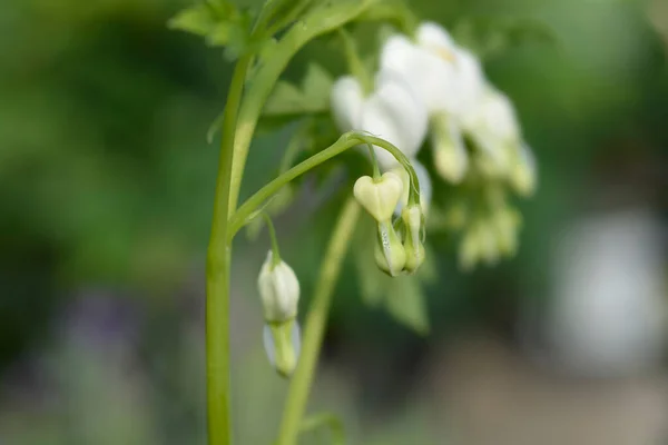 Cuore Sanguinante Fiori Bianchi Nome Latino Lamprocapnos Spectabilis Alba — Foto Stock