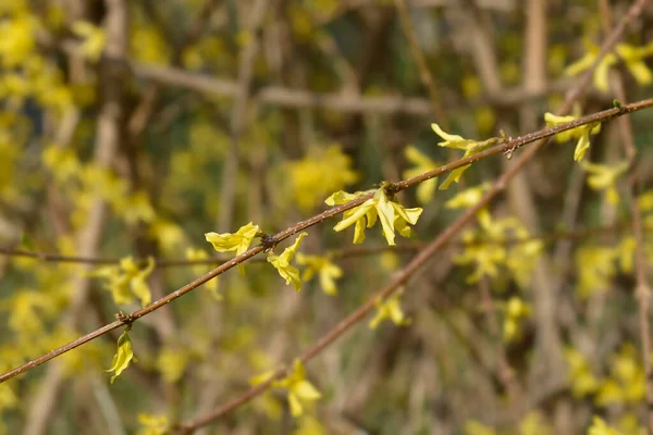 Κλάδος Φορσύθια Κίτρινα Άνθη Λατινική Ονομασία Forsythia Suspensa — Φωτογραφία Αρχείου