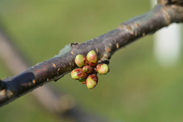 Ramo Cereja Doce Com Botões Nome Latino Prunus Avium — Fotografia de Stock