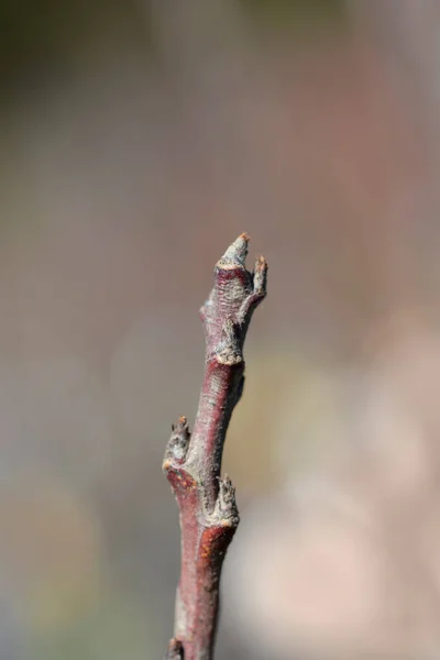 Plum President Tak Met Knoppen Latijnse Naam Prunus Domestica President — Stockfoto