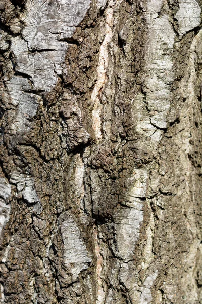 常见的桦树皮细节 拉丁文名 贝都拉钟摆 — 图库照片