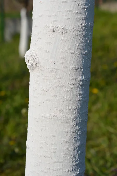 Tatlı kiraz ağacı gövdesi beyaza boyanmış - Latince adı - Prunus avium