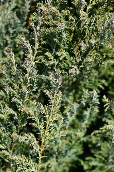 Lawsons Cypress Ellwoodii - Latince adı Chamaecyparis lawsoniana Ellwoodii