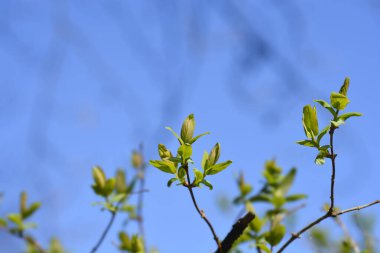 Yeni yapraklı Tatarya hanımeli şubesi - Latince adı - Lonicera tatarica