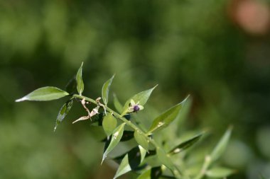 Dikenli kasaplar küçük çiçekleri süpürdü - Latince adı - Ruscus aculeatus