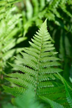 Tipik erkek eğreltiotu yaprakları - Latince adı - Dryopteris filix-mas